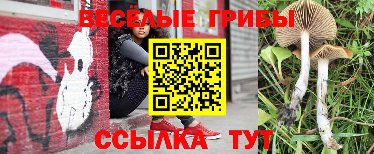 сколько стоит  Скопин  Псилоцибиновые грибы GOLDEN TEACHER 